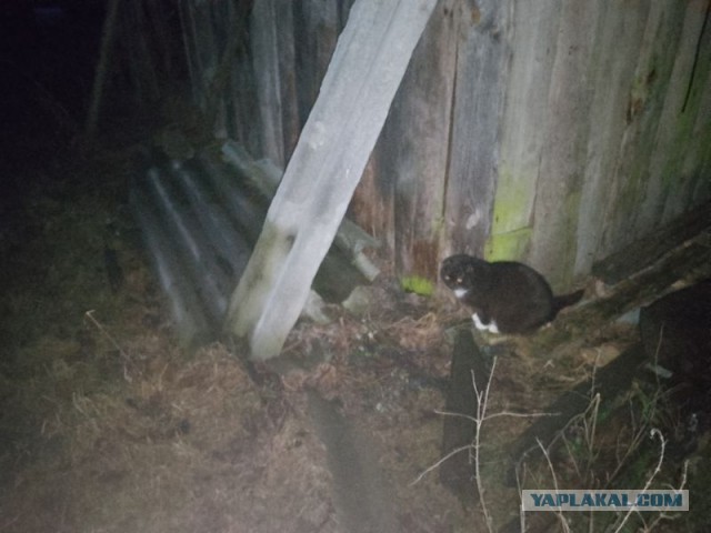 Жизнь домашнего приюта для котеек 529