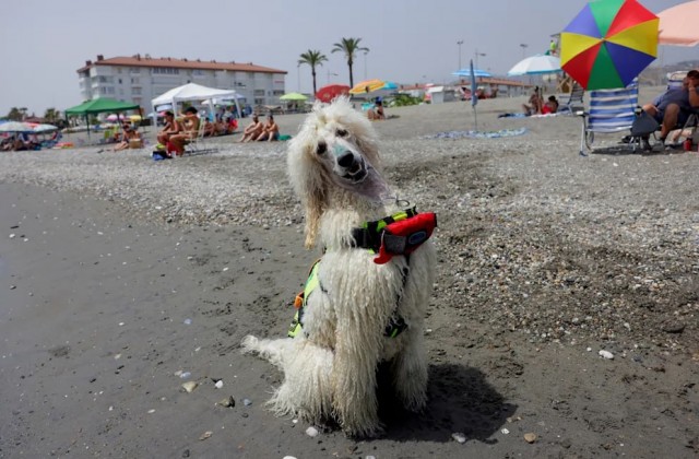 В Испании к спасательной службе на пляже присоединился пудель