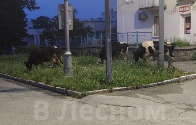 В г.Лесном бык и свинья вместе гуляли весь день, а к вечеру занялись любовью прямо на тротуаре