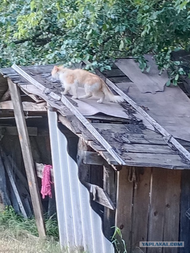 История одного котенка