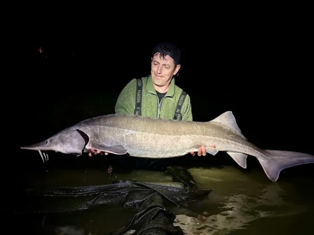 Львовское море. Поймали осетра 30 кг.