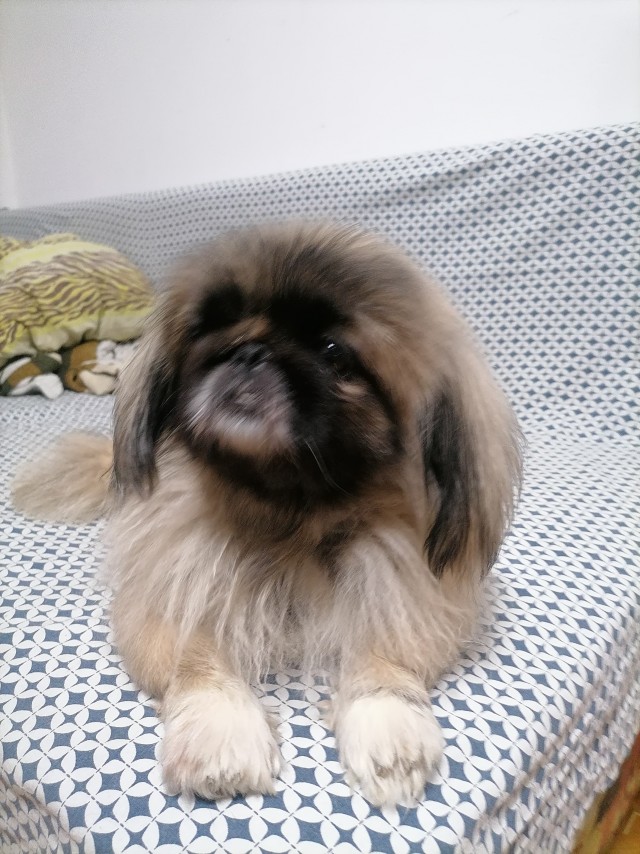 Кошковторник