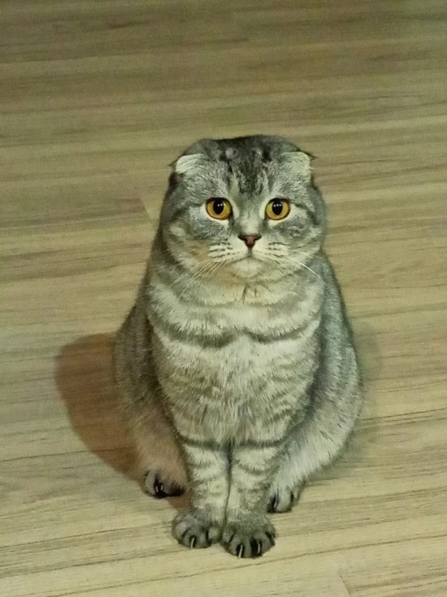 Принимайте в ряды вислоухих