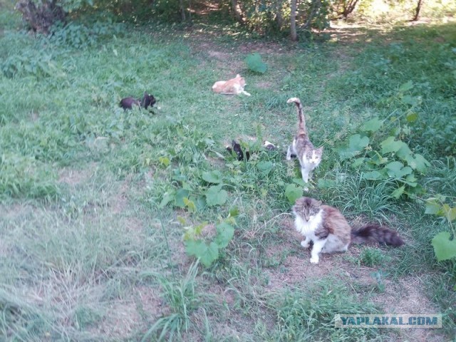 Жизнь домашнего приюта для котеек 578