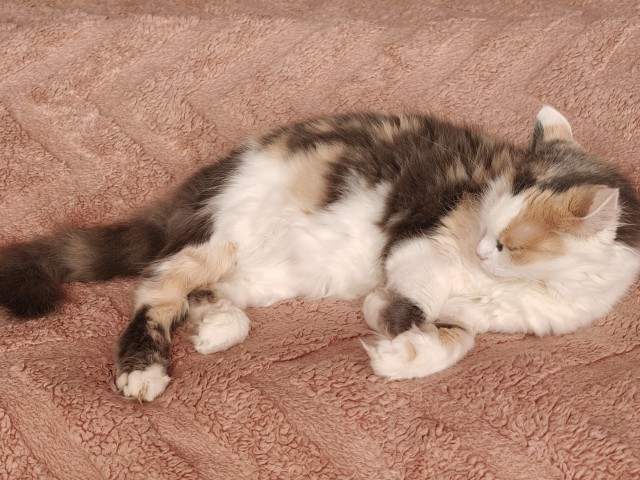 Котовые бои.
