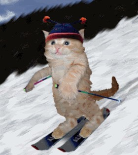 Этой олимпиаде не хватает котиков.