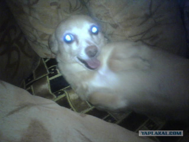 Каждый день меня встречают дома вот так