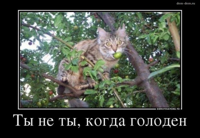 Студенты 2 месяца воровали еду в IT компании