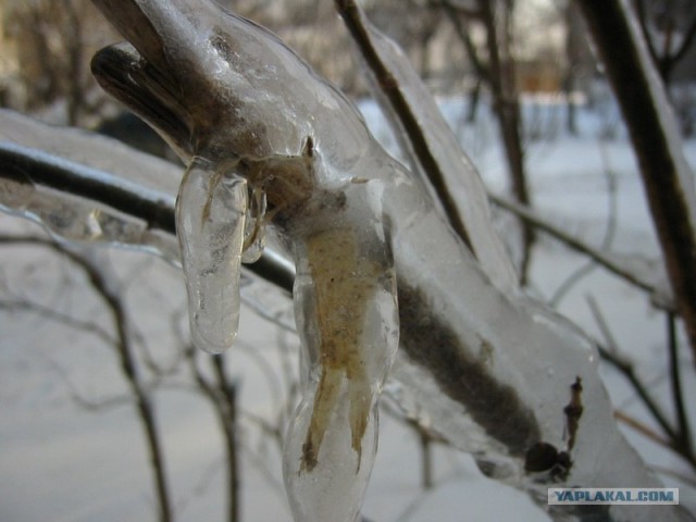 Зима, мороз и обледенение