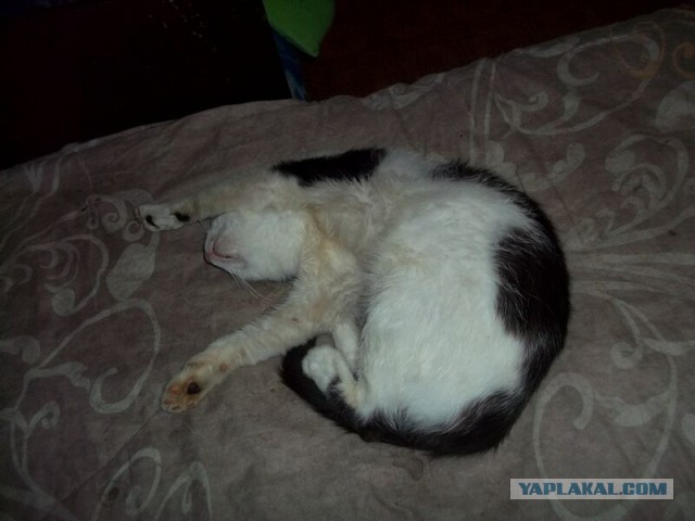 Жизнь домашнего приюта для котеек 16