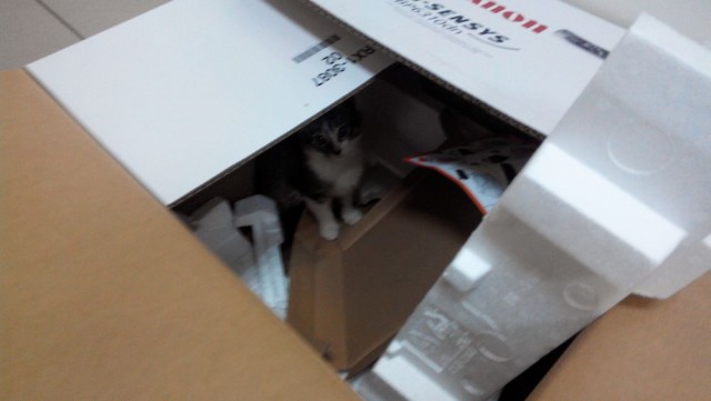 Котовторник 9.12.2014