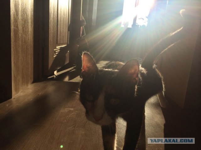 Котовторник