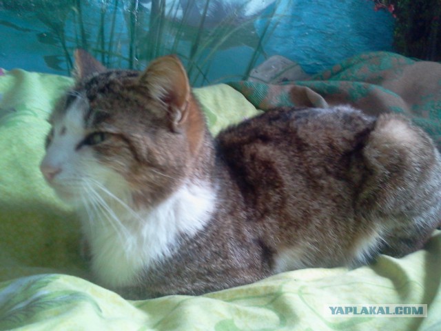 Котовторник
