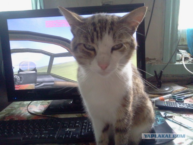 Котовторник 30,06, 2015