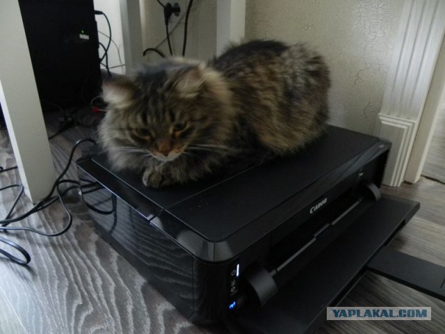 Котовторник 11.08.2015