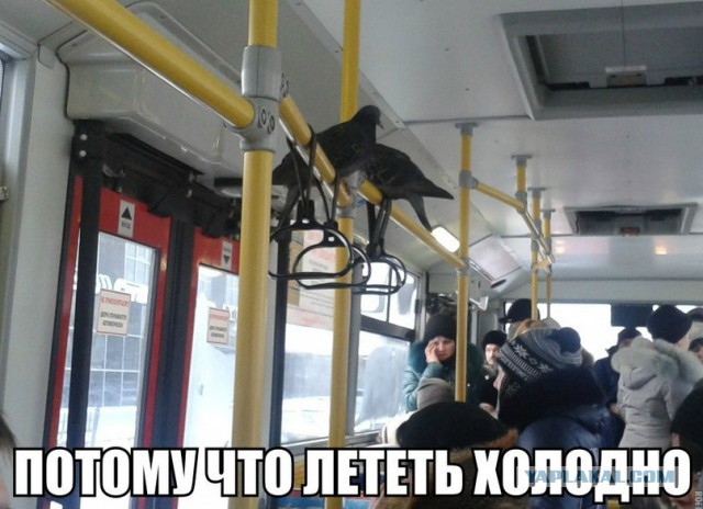 Интересно, с него берут деньги за проезд?