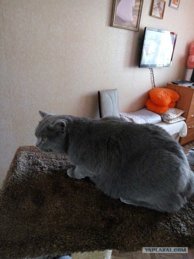 КОТЭдж
