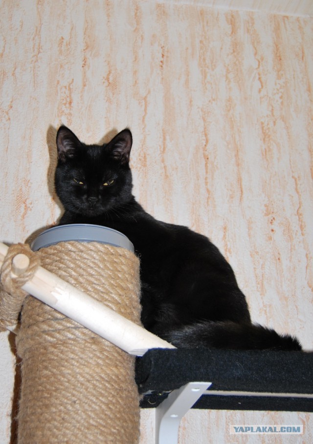 Котовторник 15.03