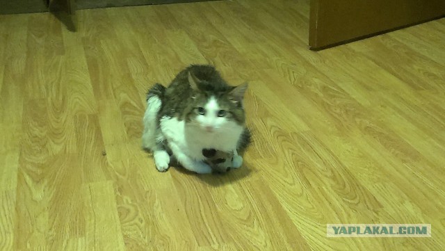 Одинокий кот и игрушка
