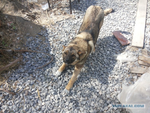 Второе спасение Жопика