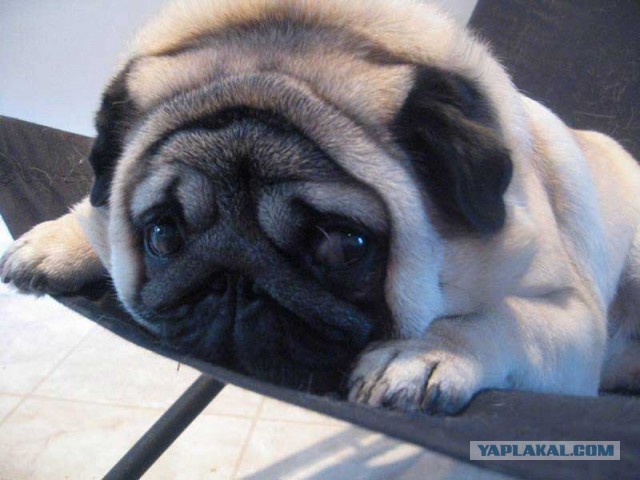 Про мелких шавок и соседа