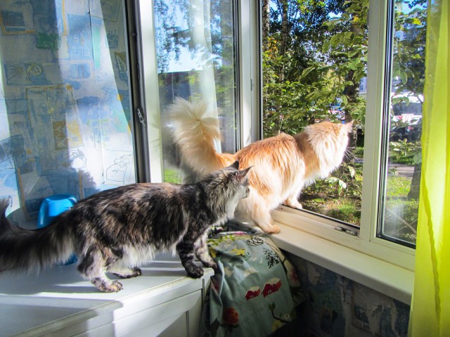 Котовторник 20.09.2016