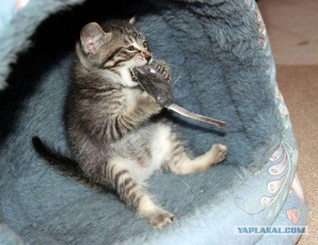 Коты из сети