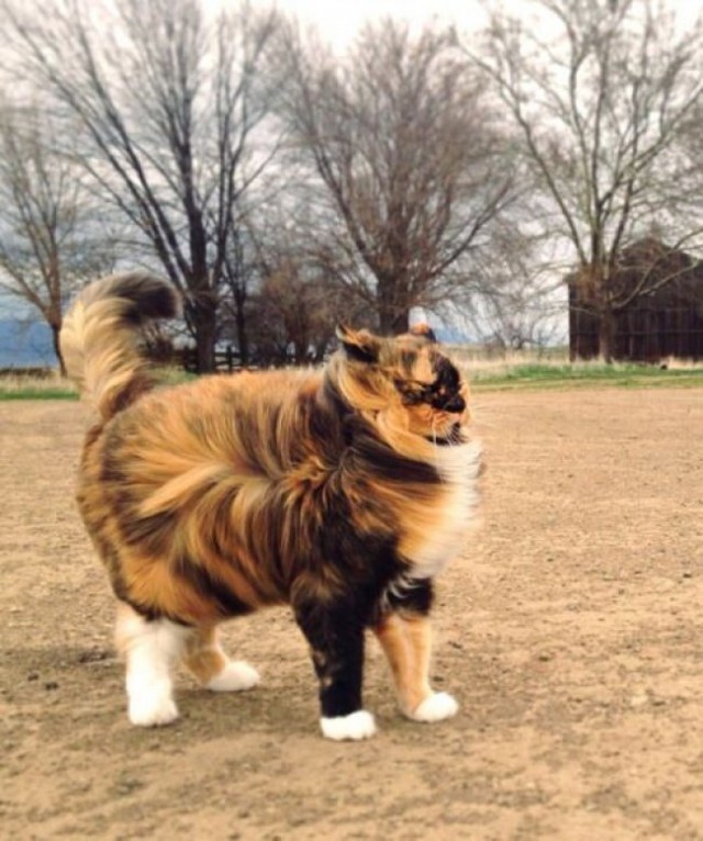 Коты из сети