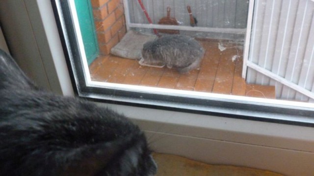 Дом для кота