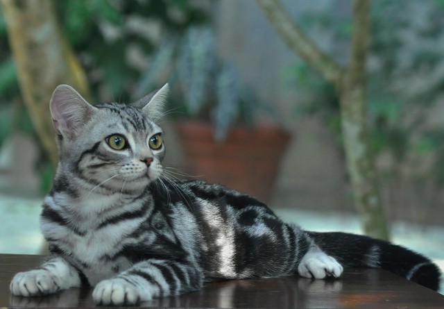 Коты из сети