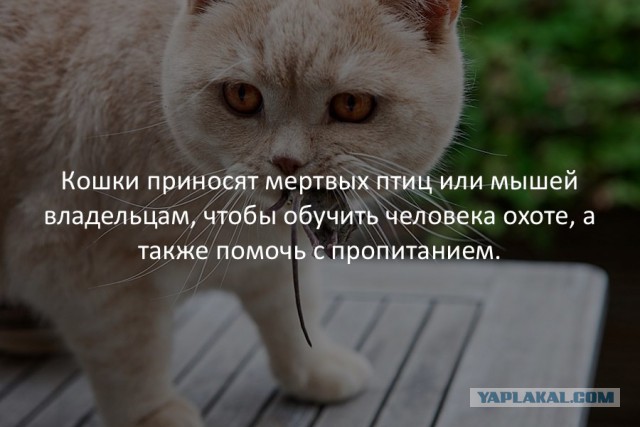 40 интересных фактов в картинках.