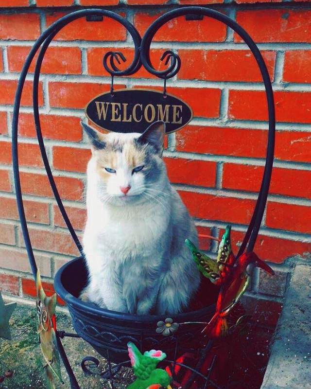 Коты и Кошки