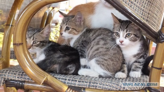 Котовторник 11/04/2017