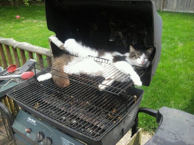 Коты и Кошки
