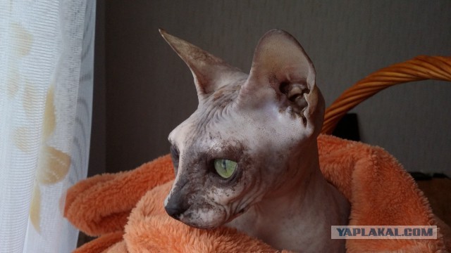 Откуда взялись лысые кошки?
