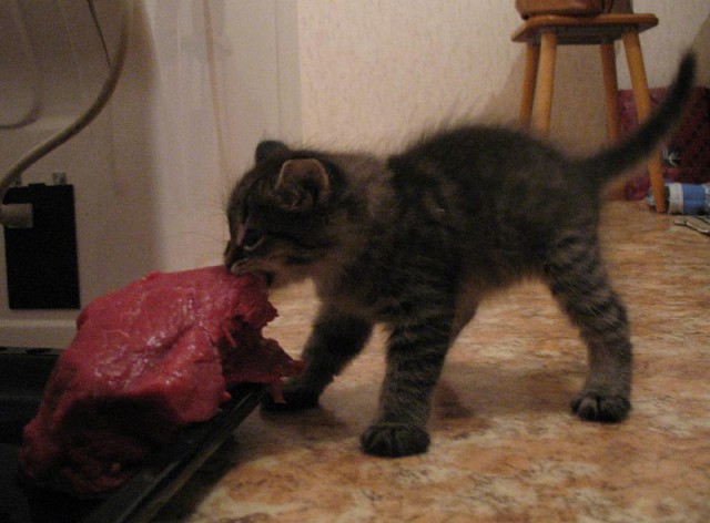 Коты и Кошки