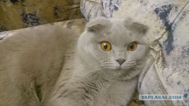Котовторник 19.09.2017