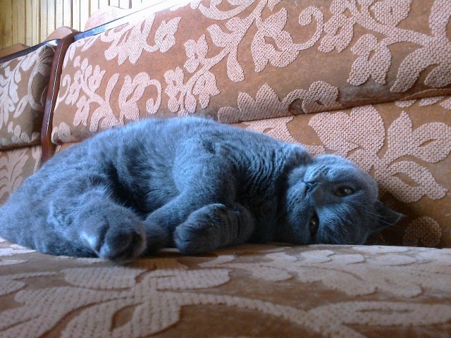 Коты и Кошки