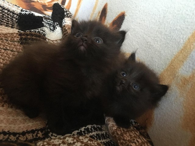 Коты и Кошки