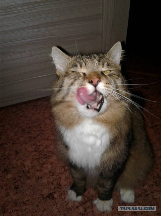 Котовторник 9.01.2018