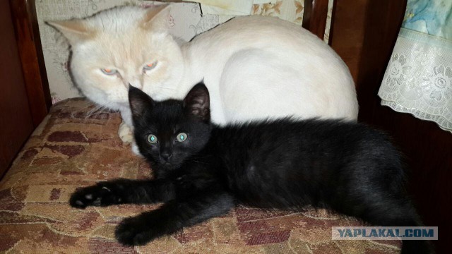 Котовторник  12.06.2018