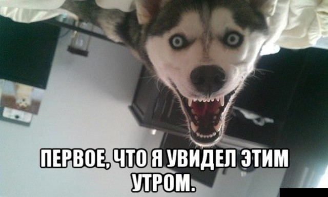 Картинки по-приколу