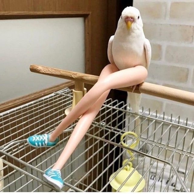 Живность из сети