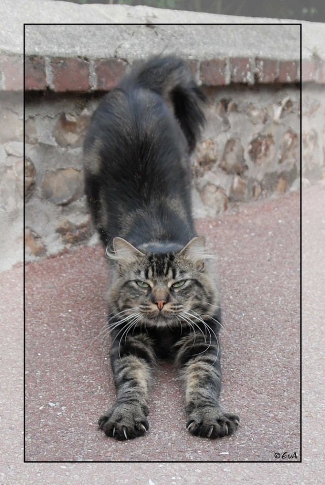 Коты на вторник на ЯПлакалъ (07.10.2008)