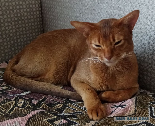 Котовторник 11.09.18.