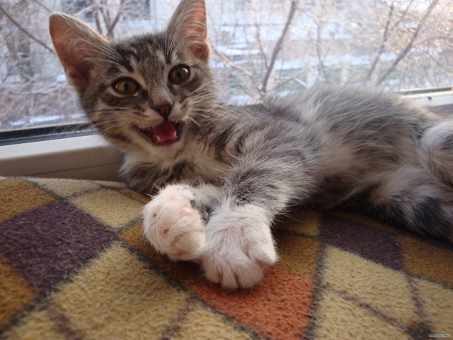Котовторник - С праздником, котоводы!