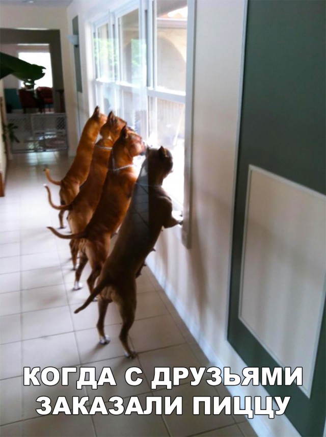 Нестандартный юмор
