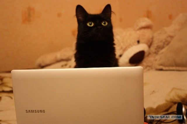 It's Catursday Fever! (Котовторник)