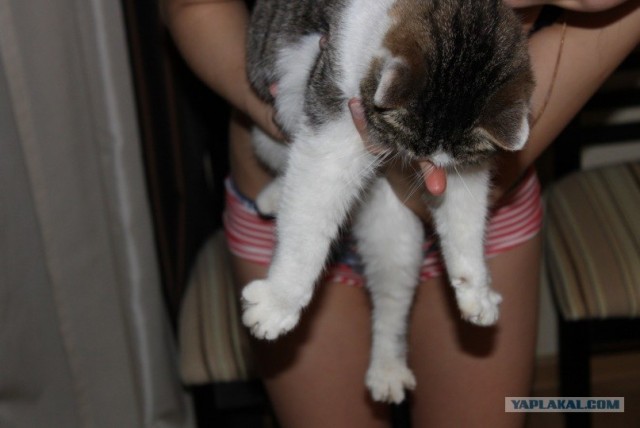 Котовторник уже сегодня!