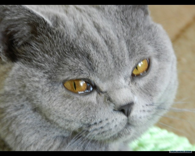Котовторник  07.06.11